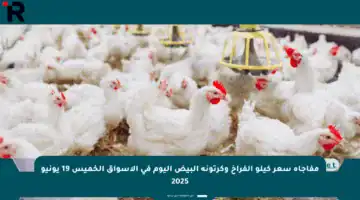 مفاجأة سعر كيلو الفراخ وكرتونة البيض اليوم في الأسواق الخميس 19 يونيو 2025